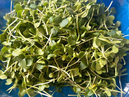 microgreens mix with broccoli, kale, and clover