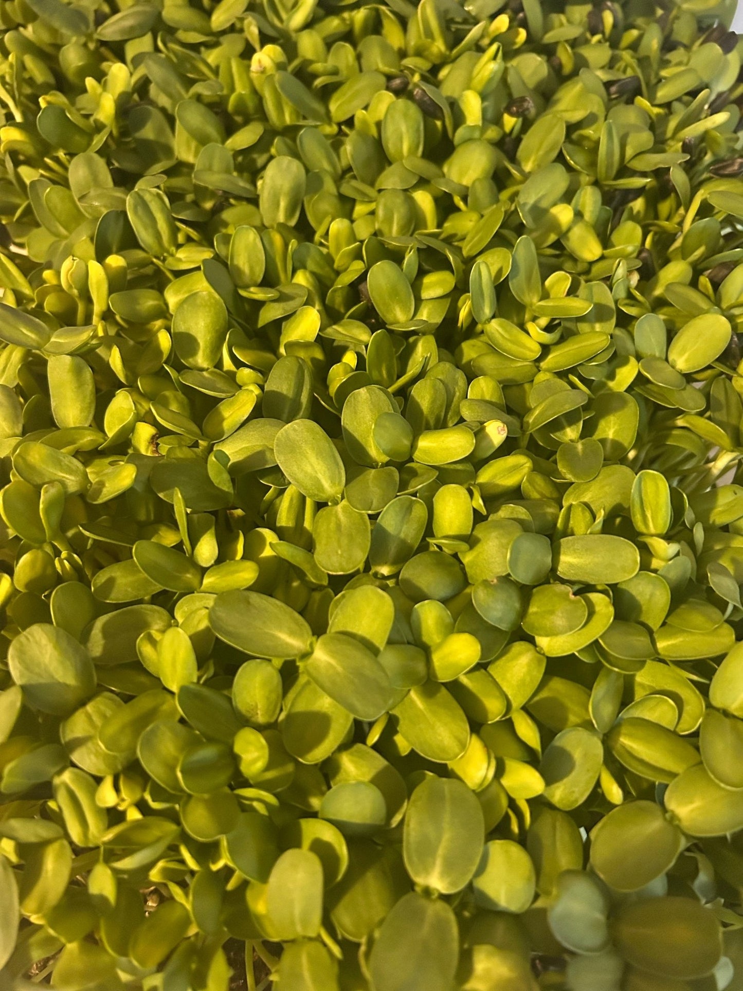 sunflower microgreens viewed from above