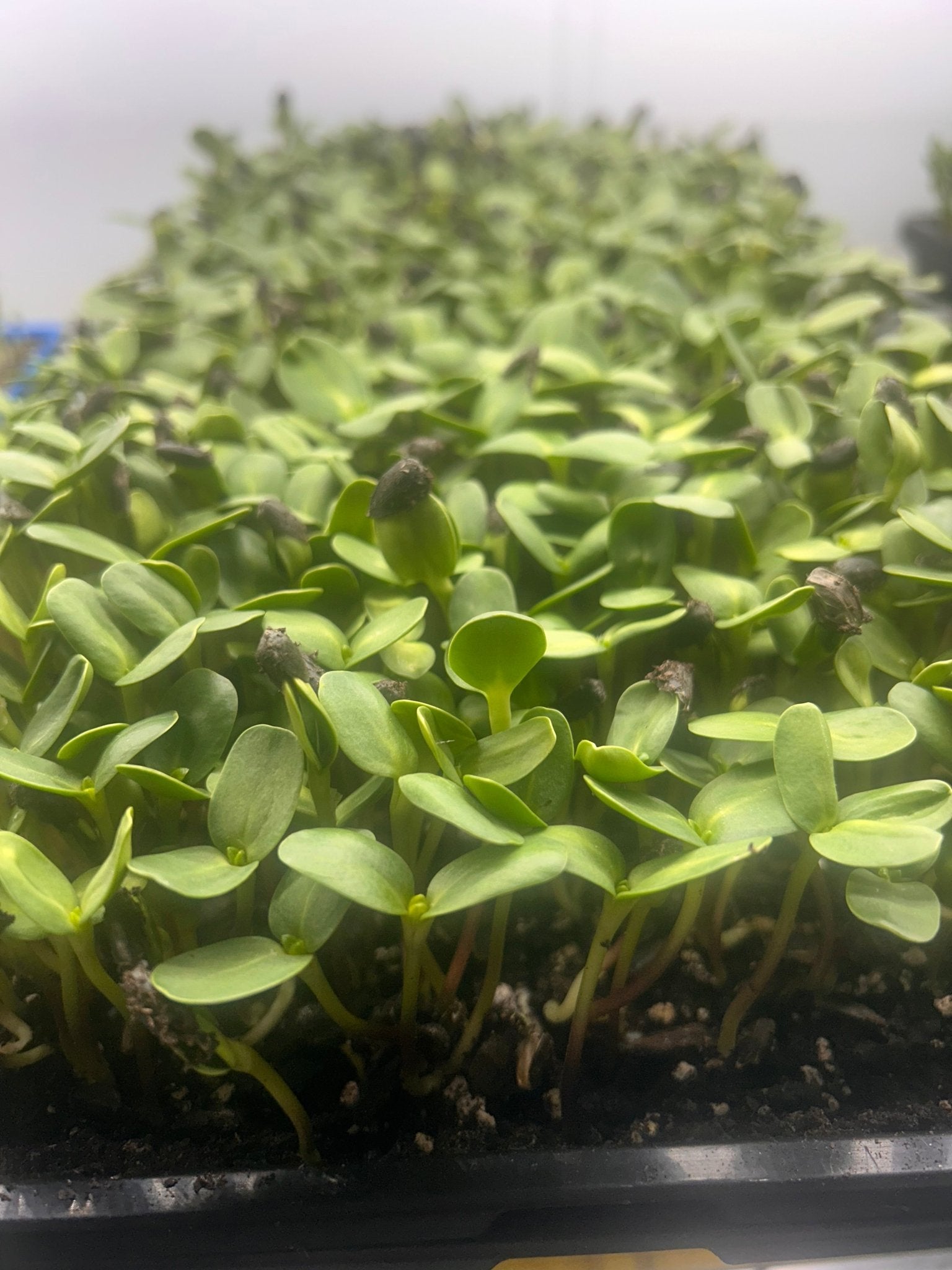 sunflower shoots growing in a tray