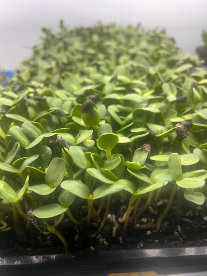 sunflower shoots growing in a tray