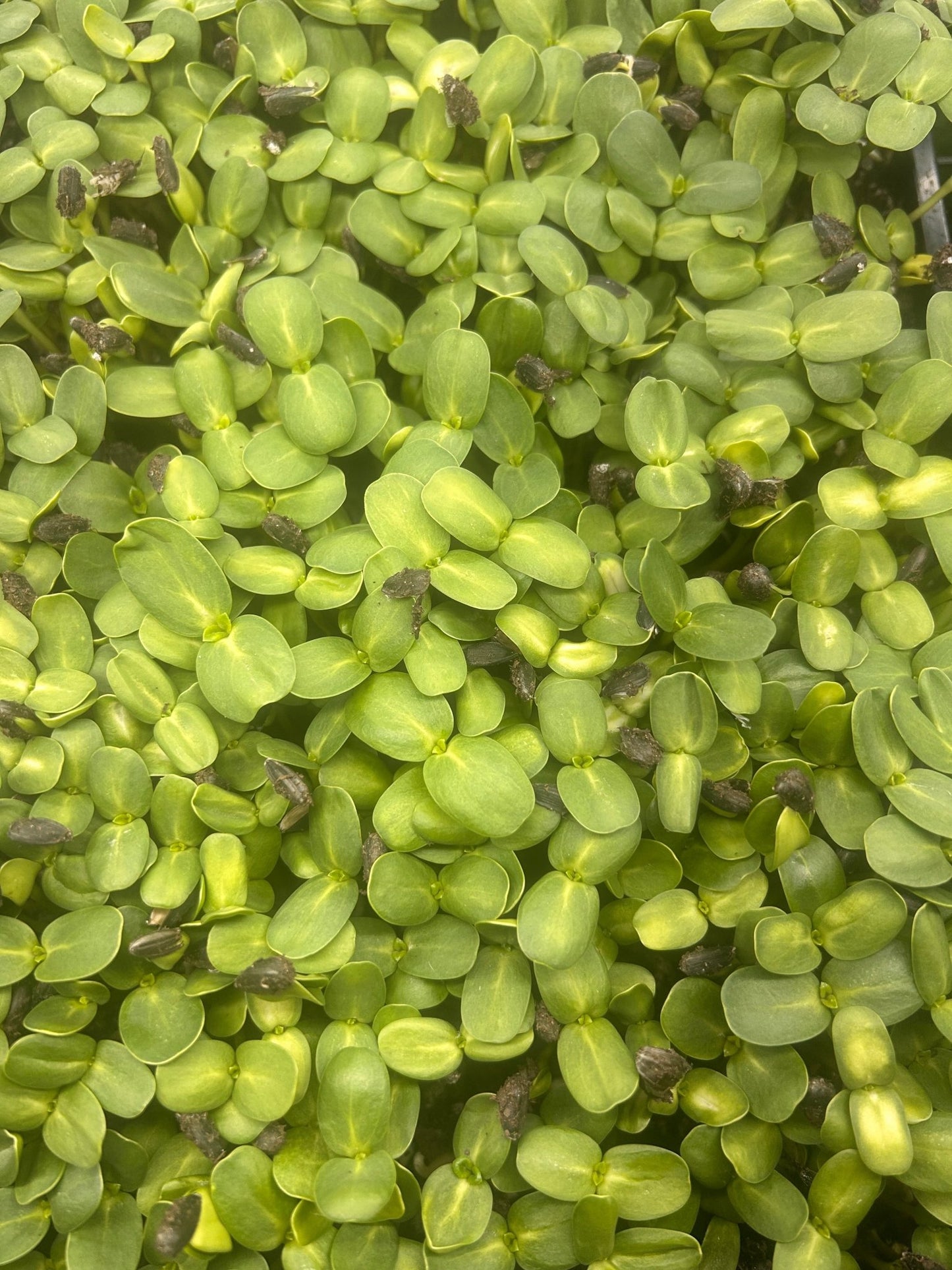 sunflower shoots microgreens viewed from above