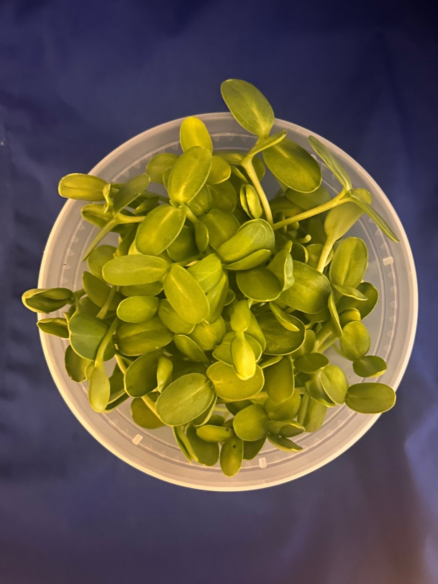 sunflower shoots in a round container with a blue background